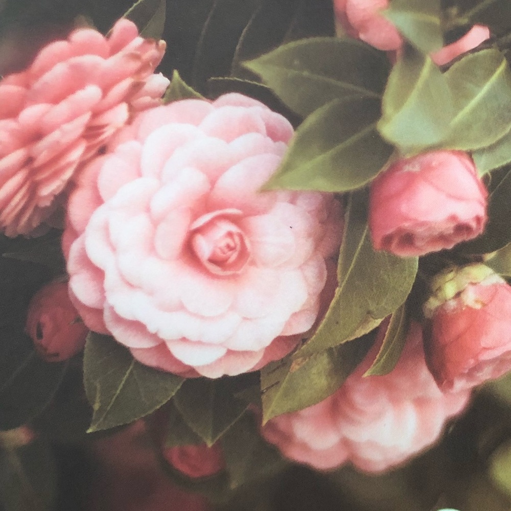 Meet your Posher, Kynishia